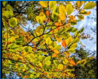 Photography Group - Clumber Park